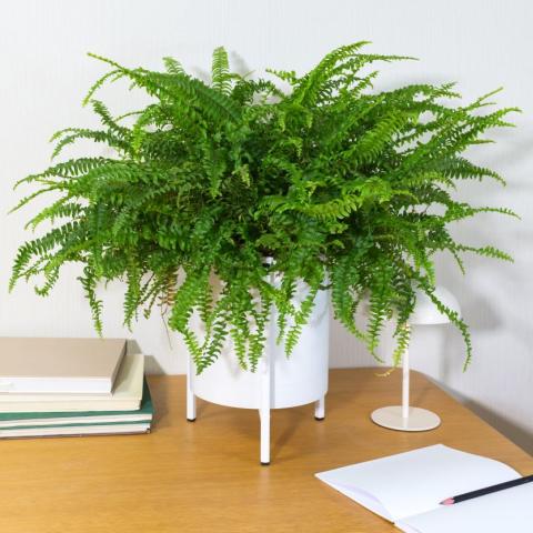 Ποιο φυτό διώχνει την υγρασία