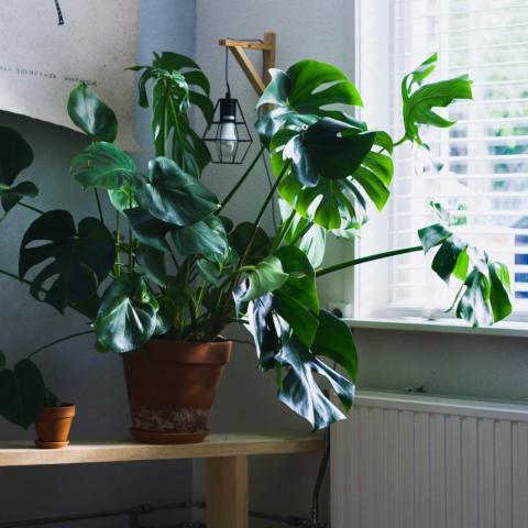Φυτά εσωτερικού χώρου