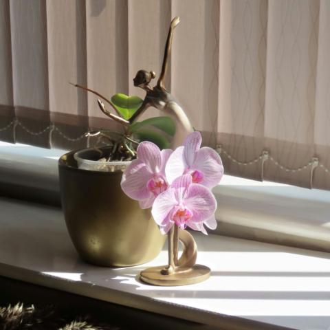 Σωστός τρόπος ποτίσματος ορχιδέας