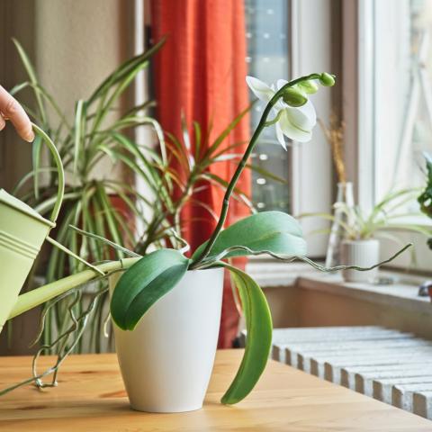 Ορχιδέες που πεθαίνουν: Πώς θα τις αναζωογονήσετε/Φωτογραφία: Shutterstock