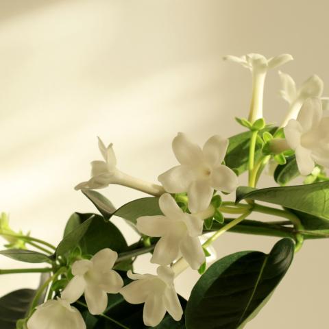 Φυτό που διακοσμεί το σπίτι και αρωματίζει τον χώρο