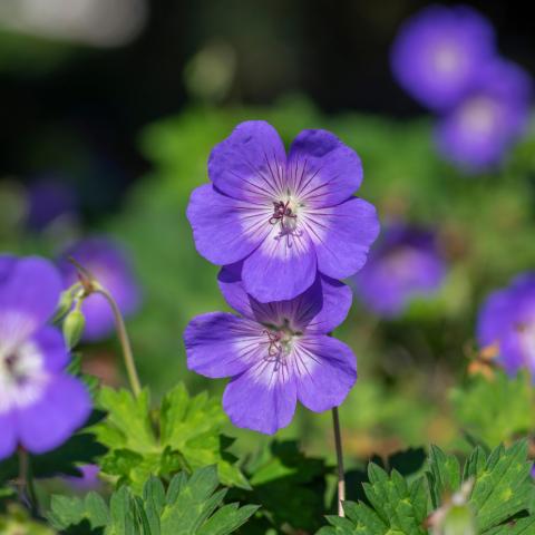 Το πολυετές φυτό γεράνι Rozanne/Φωτογραφία: Shutterstock