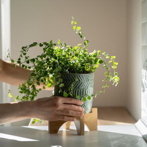 Μετακίνηση φυτού σε γλαστράκι 