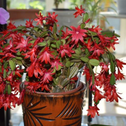 Φυτό του Πάσχα 