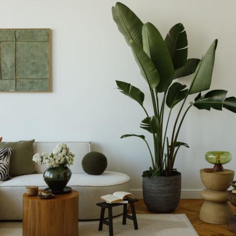 Τα αγαπημένα φυτά των διακοσμητών