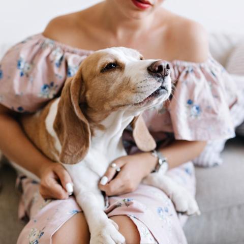 Γυναίκα με σκύλο στον καναπέ