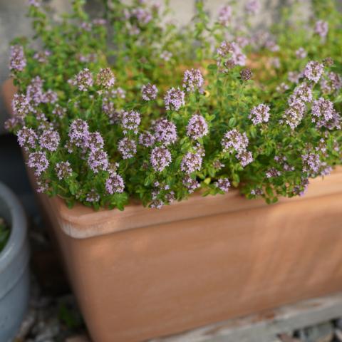 Φυτό σε γλάστρα 