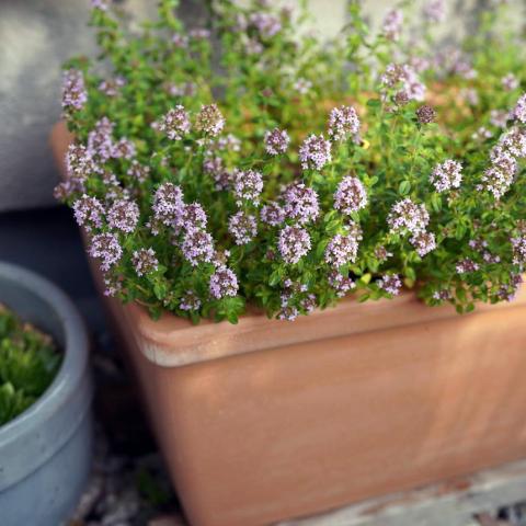 Φυτό σε γλάστρα 