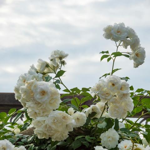  Πώς να κλαδέψετε σωστά τις τριανταφυλλιές για περισσότερα άνθη όλη τη σεζόν