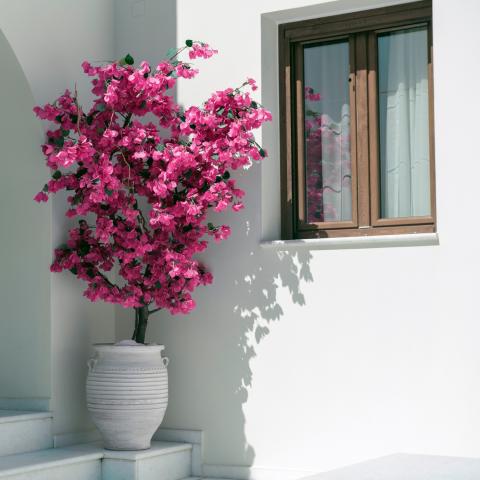 Γιατί η βουκαμβίλια χάνει τα άνθη της -Τι φταίει και πώς να το διορθώσετε