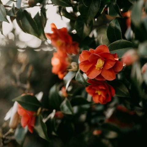 Camellia japonica/Φωτογραφία Unsplash 