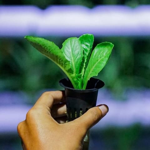 Είναι καλή ιδέα να ποτίζουμε τα φυτά τη νύχτα; Πότε λειτουργεί και πότε όχι