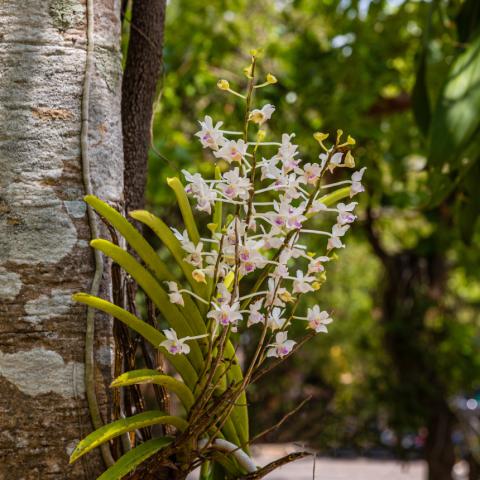 Η ορχιδέα που μπορεί να φτάσει το ένα μέτρο