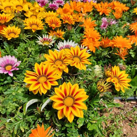 Κήπος με πολύχρωμα λουλούδια