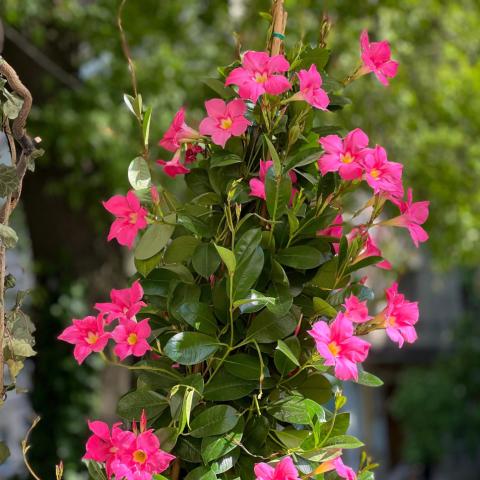 Φυτό αναρριχόμενο