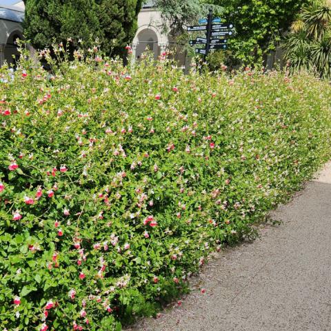 Θάμνος - φυτό  που δεν χρειάζεται φροντίδα