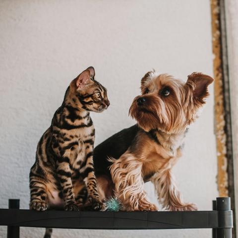 Σκύλος και γάτα/Φωτογραφία Pexels 