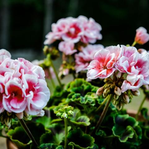 Γεράνια στην άνοιξη/Φωτογραφία Unsplash 