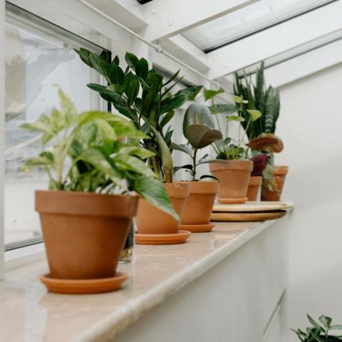 To μυστικό για υγιή φυτά βρίσκεται στην κουζίνα μας 