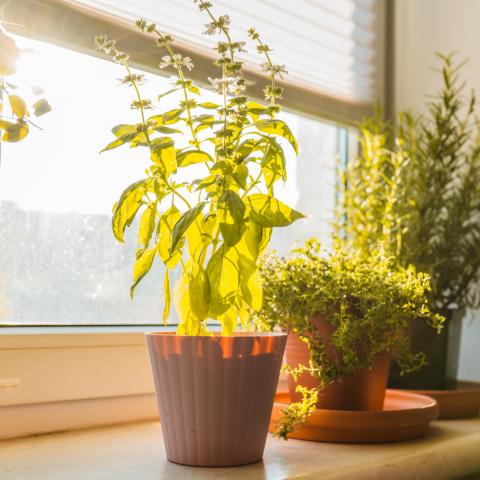 Μην τα βάλετε δίπλα στον βασιλικό: Τα 8 φυτά που τον «καταστρέφουν»