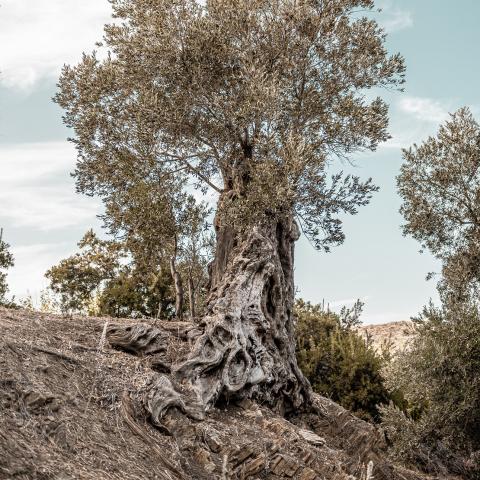 Χριστίνα Τριποδιανάκη