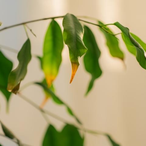 Καφέ Φύλλα Φωτογραφία: Shutterstock